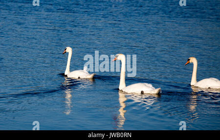 A group of swans swim in the pools surrounding Cape May lighthouse in southern New Jersey. Stock Photo