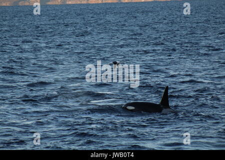 An orca surfacing in a fjord by tromso with bird flying overhead Stock Photo