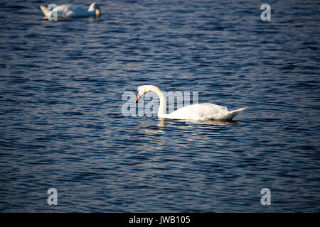 A group of swans swim in the pools surrounding Cape May lighthouse in southern New Jersey. Stock Photo