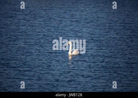 A group of swans swim in the pools surrounding Cape May lighthouse in southern New Jersey. Stock Photo