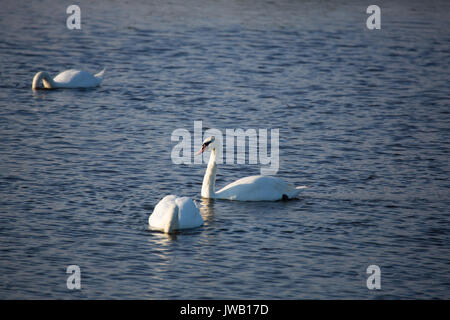 A group of swans swim in the pools surrounding Cape May lighthouse in southern New Jersey. Stock Photo