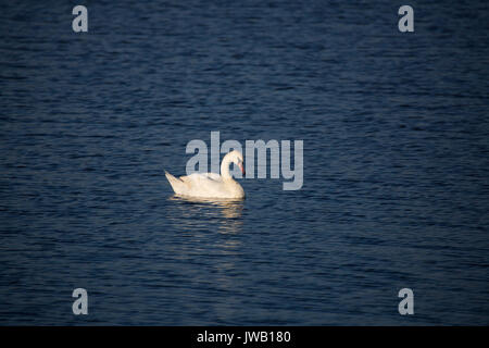 A group of swans swim in the pools surrounding Cape May lighthouse in southern New Jersey. Stock Photo