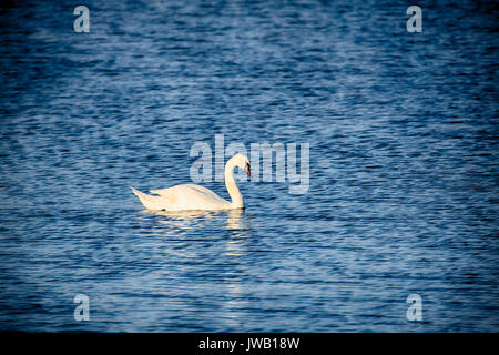 A group of swans swim in the pools surrounding Cape May lighthouse in southern New Jersey. Stock Photo