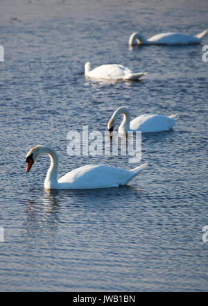 A group of swans swim in the pools surrounding Cape May lighthouse in southern New Jersey. Stock Photo