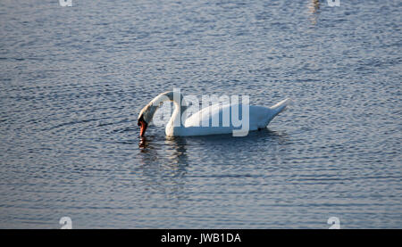 A group of swans swim in the pools surrounding Cape May lighthouse in southern New Jersey. Stock Photo