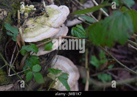 Mushroom growing on a tree Stock Photo