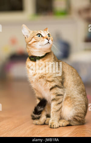 reed cat in a black collar sits on the floor Stock Photo