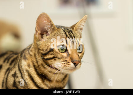 Bengali cat at the age of 5 months close-up portrait Stock Photo