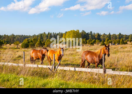 Beautiful brown horses in field near a fence Stock Photo