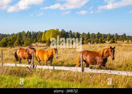 Beautiful brown horses in field near a fence Stock Photo