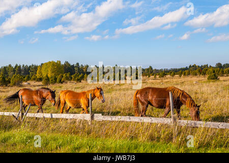 Beautiful brown horses in field near a fence Stock Photo