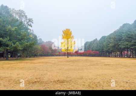 Autumn with ginkgo tree in Nami Island, Korea. Stock Photo