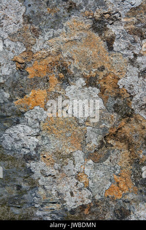 Lichen covered slate rock in an abandoned slate quarry in North Wales. The lichen is various colours and growing on the slate spoil. Stock Photo