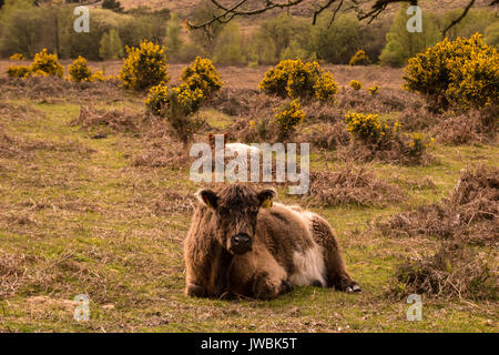 Aberdeen angus highland cattle New Forest UK Hampshire Stock Photo - Alamy