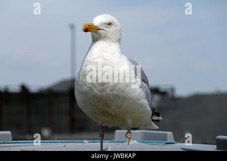 Seagull Stock Photo