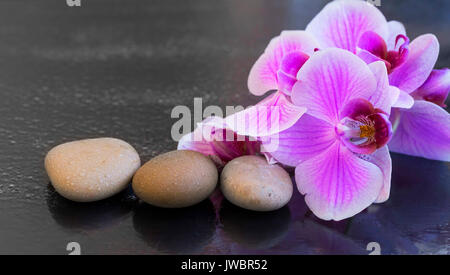 Orchid with massage stones, spa setting with water drops on orchid flower and massage stones Stock Photo