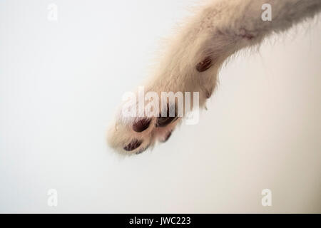 Cat paw closeup on white background Stock Photo