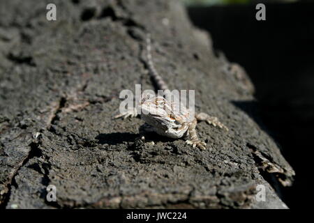 Central Bearded Dragon, Pogona vitticeps / Amphibolurus vitticeps, Juvenile Inland Bearded Dragon on tree bark. Australia, Captive Australian Lizard Stock Photo