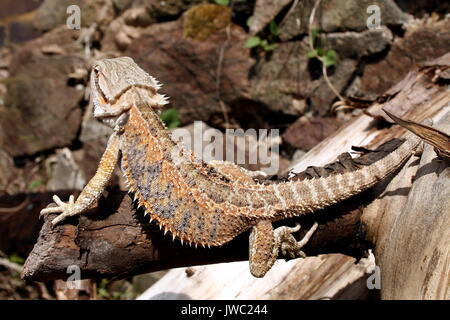 Central Bearded Dragon Pogona vitticeps / Amphibolurus vitticeps, sub adult Inland Bearded Dragon on fallen tree. Australia, Captive Australian Lizard Stock Photo