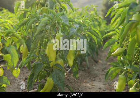 Rows of peppers growing in a field Stock Photo