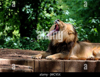 A Lion Yawning Relaxing in his Habitat with A Leafy Green Background.