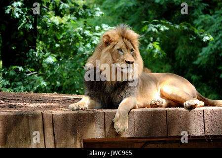 A Lion Relaxing in his Habitat with A Leafy Green Background. Stock Photo