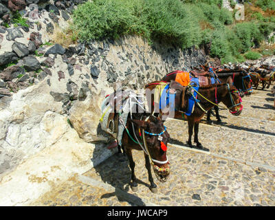 The donkeys on stairs of Santorini Stock Photo