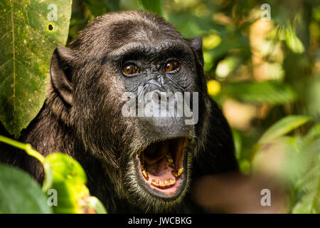 Common chimpanzee (Pan Troglodytes) in forest, portrait, Kibale National Park, Uganda Stock Photo