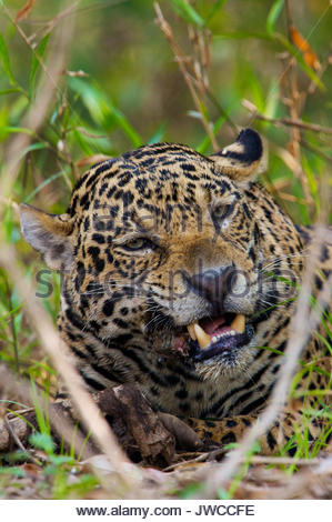 Jaguar eating fish Stock Photo: 170634194 - Alamy