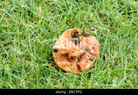 Wasps eating a rotten apple on the ground Stock Photo