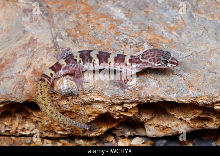 A western banded gecko, Coleonyx variegatus, rests on a rock in the desert. Stock Photo