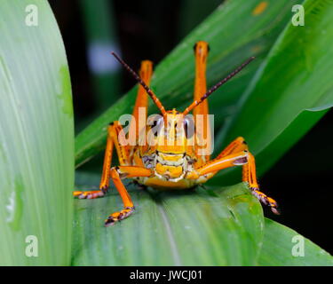 Close up of an eastern lubber grasshopper resting on a leaf. Stock Photo