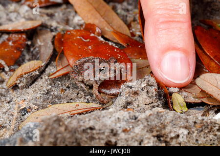 A young eastern spadefoot toad, Scaphiopus holbrookii, compared to a human thumb on leaf litter. Stock Photo