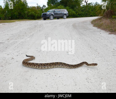 A long eastern diamondback rattlesnake, Crotalus adamanteus, is crossing a sand road. Stock Photo