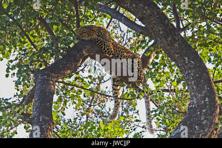 Leopard in tree Madikwe Game Reserve South Africa Stock Photo