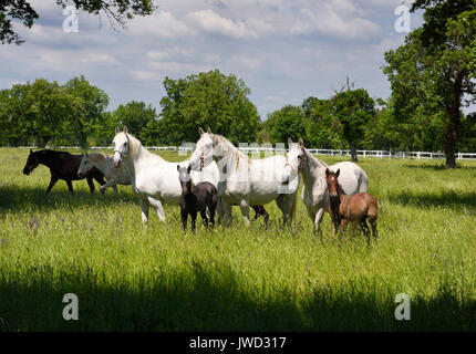 White Lipizzaner mares horse breed with dark foals grazing in a meadow with grass and flowers at the Lipica Stud Farm at Lipica Sezana Slovenia Stock Photo