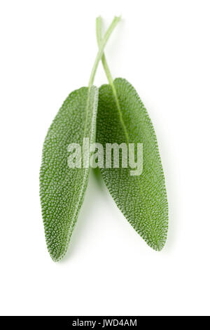 Two fresh, organic sage leaves over white background Stock Photo
