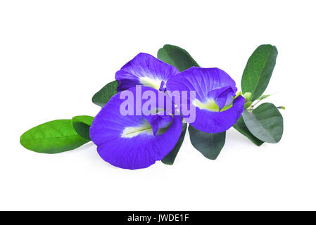 Clitoria ternatea or Aparajita flower isolated on white background Stock Photo