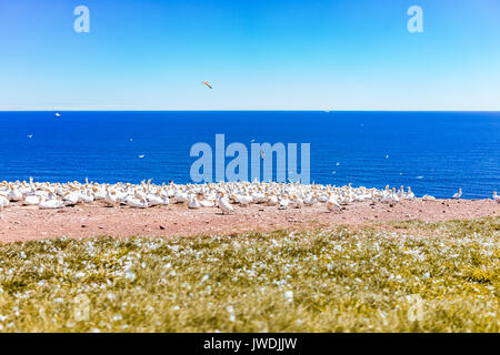 Overlook of white Gannet bird colony nesting on cliff on Bonaventure Island in Perce, Quebec, Canada by Gaspesie, Gaspe region Stock Photo