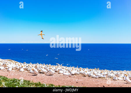 Overlook of white Gannet birds colony nesting on cliff on Bonaventure Island in Perce, Quebec, Canada by Gaspesie, Gaspe region with one bird flying Stock Photo