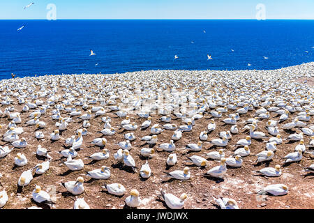 Overlook of white Gannet bird colony nesting on cliff on Bonaventure Island in Perce, Quebec, Canada by Gaspesie, Gaspe region Stock Photo