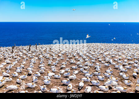 Overlook of white Gannet bird colony nesting on cliff on Bonaventure Island in Perce, Quebec, Canada by Gaspesie, Gaspe region Stock Photo