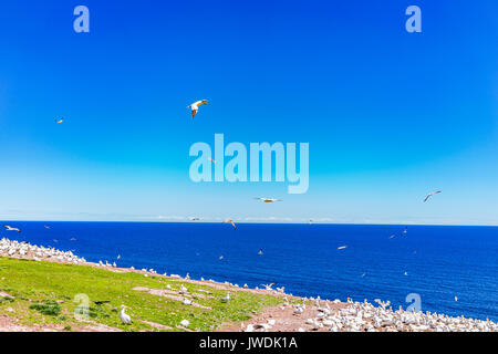 Overlook of white Gannet bird colony nesting on cliff on Bonaventure Island in Perce, Quebec, Canada by Gaspesie, Gaspe region Stock Photo