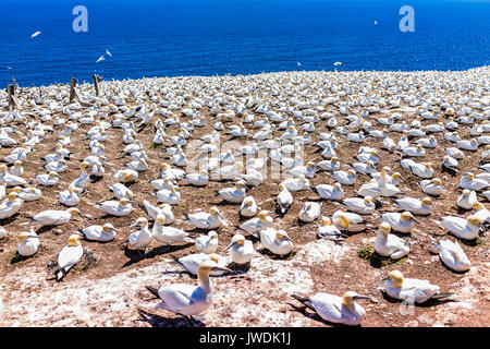 Overlook of white Gannet bird colony nesting on cliff on Bonaventure Island in Perce, Quebec, Canada by Gaspesie, Gaspe region Stock Photo