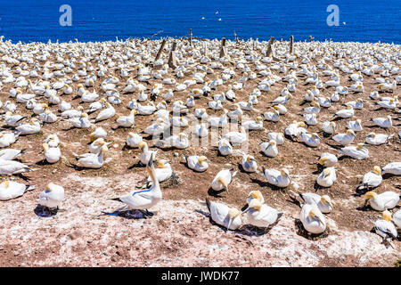 Overlook of white Gannet bird colony nesting on cliff on Bonaventure Island in Perce, Quebec, Canada by Gaspesie, Gaspe region Stock Photo