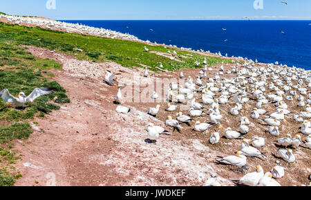 Overlook of white Gannet bird colony nesting on cliff on Bonaventure Island in Perce, Quebec, Canada by Gaspesie, Gaspe region Stock Photo
