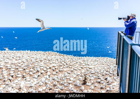 Perce, Canada - June 6, 2017: Photographer man taking pictures of Gannet birds colony nesting on cliff on Bonaventure Island in Quebec, Canada by Gasp Stock Photo