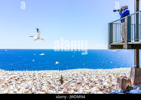 Perce, Canada - June 6, 2017: Photographer man taking pictures of Gannet birds colony nesting on cliff on Bonaventure Island in Quebec, Canada by Gasp Stock Photo