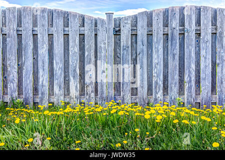 Many bright yellow dandelion flowers growing by wooden fence in summer Stock Photo