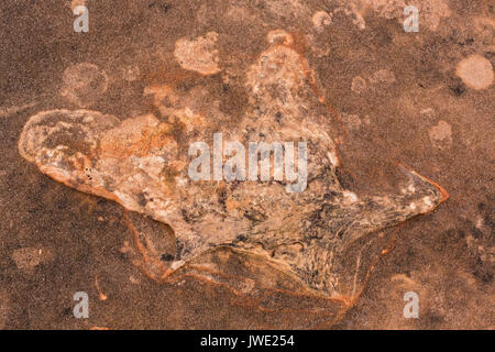 black mesa dinosaur tracks